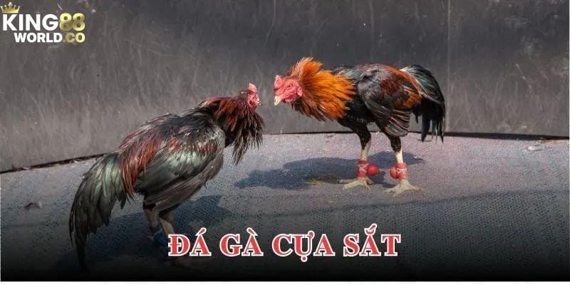 cách chơi đá gà cựa sắt