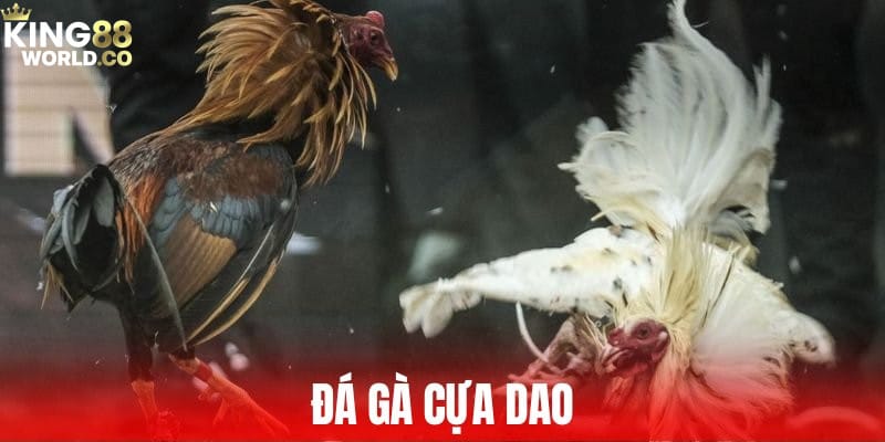 đá gà cựa dao