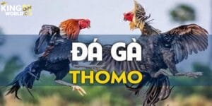 đá gà trực tiếp thomo