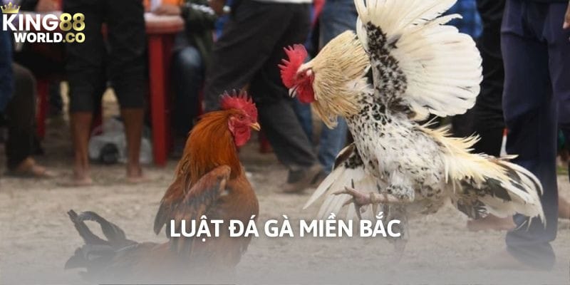 luật đá gà miền bắc