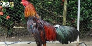 màu mạng đá gà