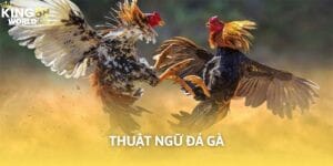 thuật ngữ đá gà