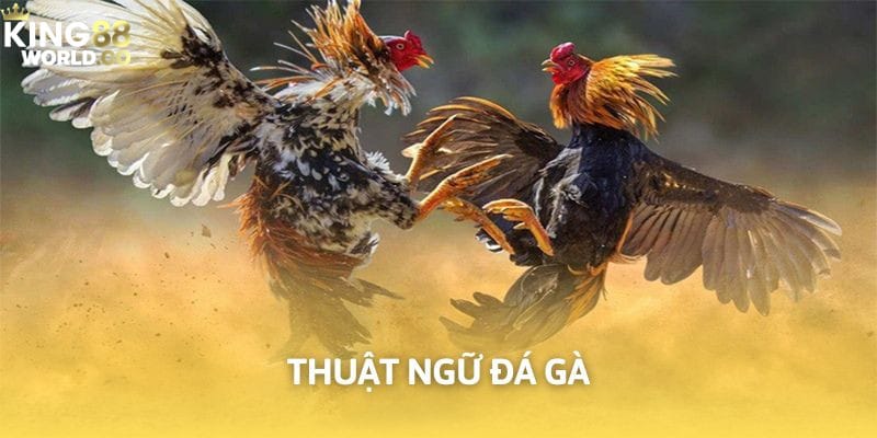 thuật ngữ đá gà